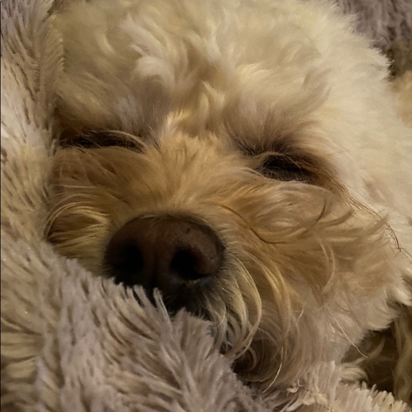 Meet your Posher, Stacey - Picture 1 of 1